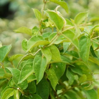 Gymnema Sylvestre